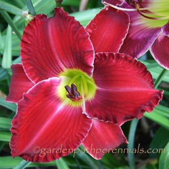 Daylily - zx