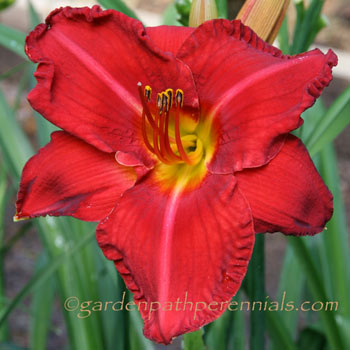 Daylily - Ready Set Red