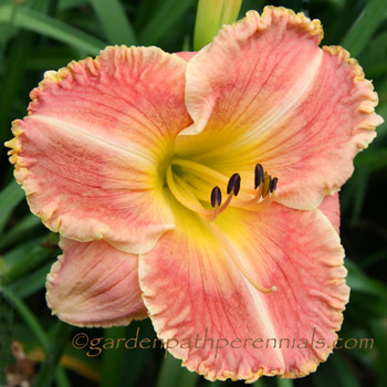 Daylily - Pearce Sdlg 06-61-01
