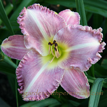 Daylily - Chill Factor