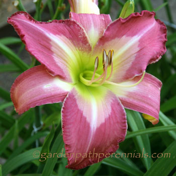 Daylily - nb