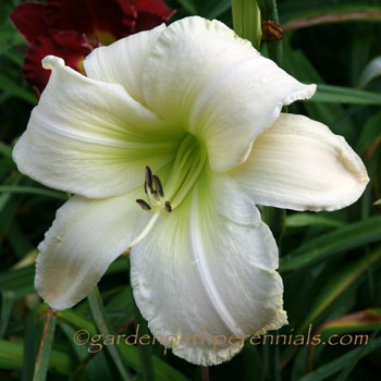 Daylily - kaa