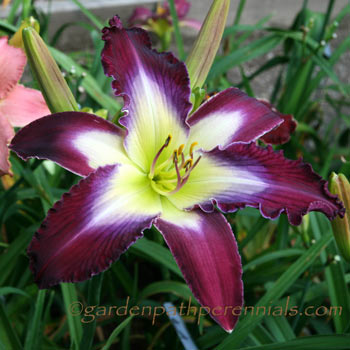 Daylily - zg