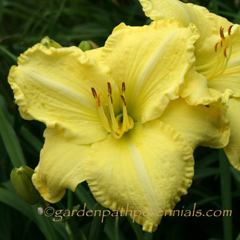 Daylily - Simple Joy