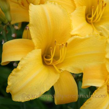 Daylily - Prince Hal*