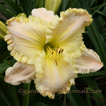 Daylily - x