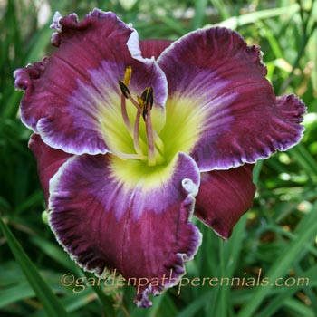 Daylily - zf