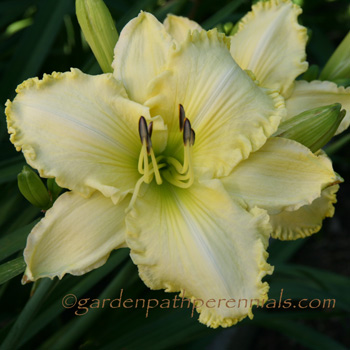 Daylily - Champagne Chiffon