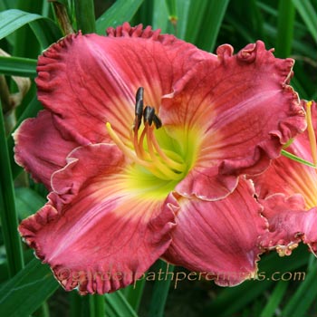 Daylily - Asian Spice