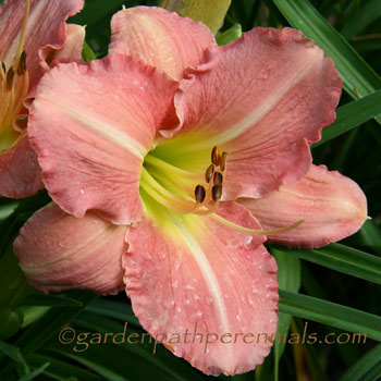 Daylily - Pink Monday*