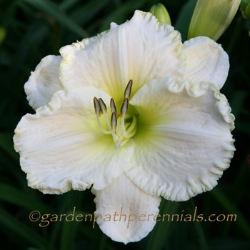 Daylily - hsa