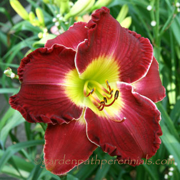 Daylily - Hestia