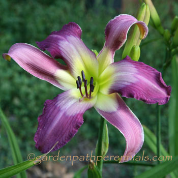Daylily - zu