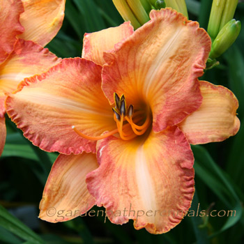 Daylily - Brickle Road