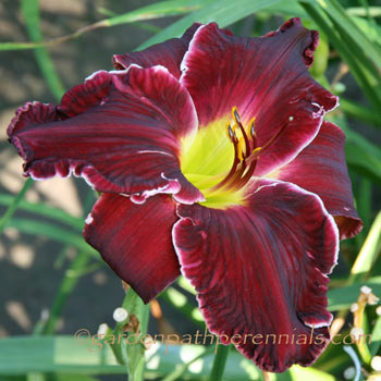 Daylily - zn