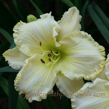 Seedling