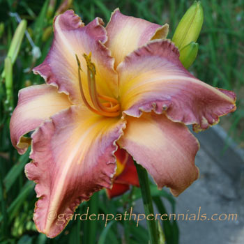 Daylily - zl