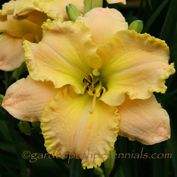 Daylily - Pearce Sdlg 08-71-01