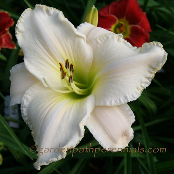 Daylily - zzb