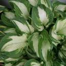 H. 'Allegan Fog'