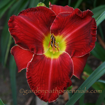 Seedling