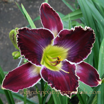 Daylily - vb