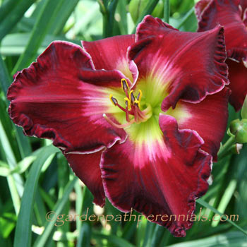 Daylily - qv