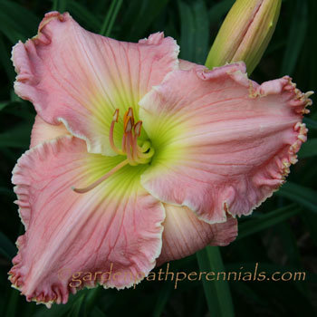 Daylily - zx