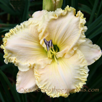 Daylily - Angels in the Clouds