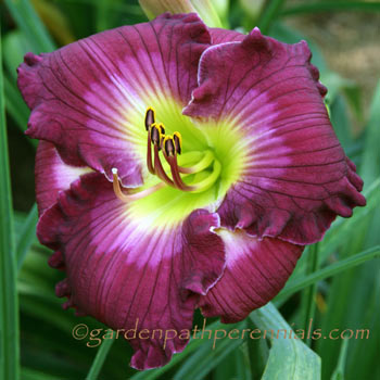 Daylily - Plum Thunderstruck