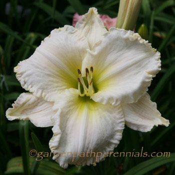 Daylily - vab