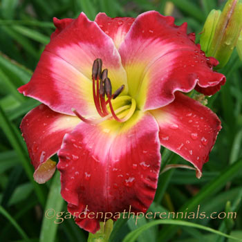 Daylily - zq