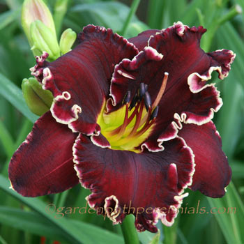 Daylily - zza