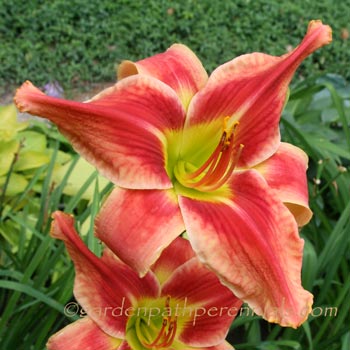 Daylily - l