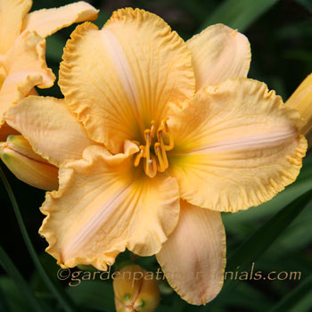 Daylily - Harvest Moonglow