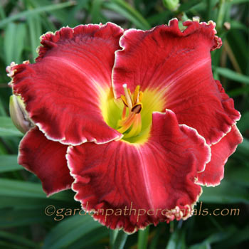 Daylily - gb