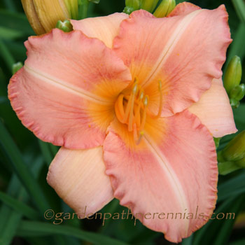 Daylily - Kathy Perkins