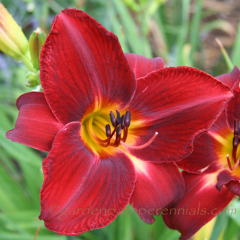 Daylily - Red Volunteer*