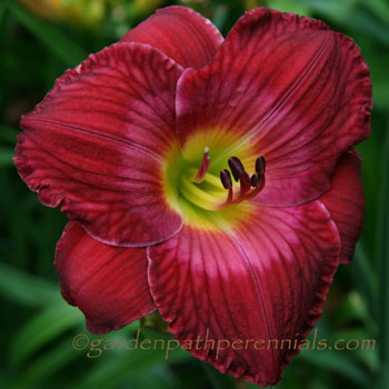 Daylily - Pink Shockwave