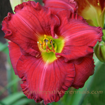 Daylily - Master Huntsman