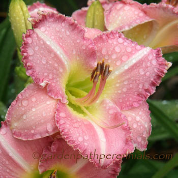 Daylily - Pink Intuition
