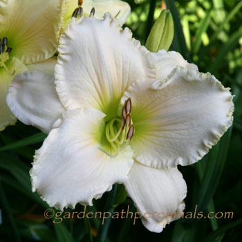 Daylily - wj