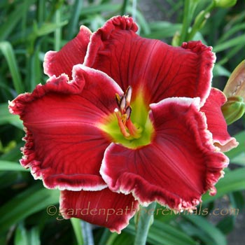 Daylily - li