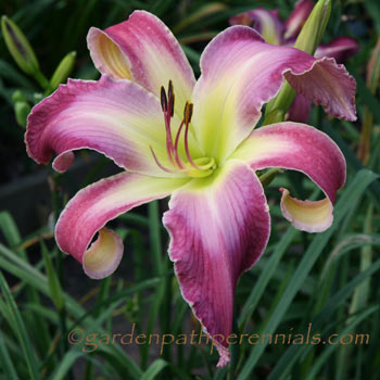 Daylily - pua